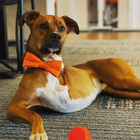 Aspen, a tan and white dog in an orange bow tie, lying on a rug next to a ball